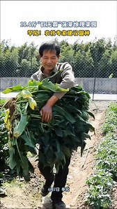 16.6 pounds of "giant" spinach appeared in the garden rare!Agricultural experts recommend keeping the seeds!#FenghuaNice | Insight Fenghua