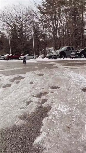 Hilarious Dog Fail Moments Captured on Video