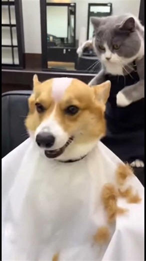 Cat Accidentally Made Dog Bald with Clippers LOL