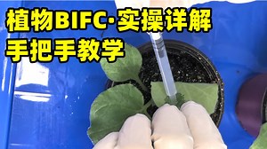 【植物BiFC】实操详解｜手把手教学｜双分子荧光互补｜实验原理＆流程步骤