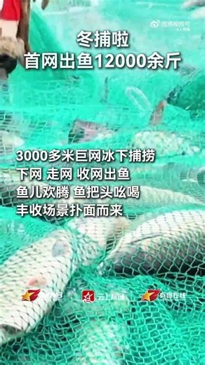 【沉浸式感受博斯騰湖冬捕有多震撼！】近日，新疆巴州，博斯騰湖冬捕首網出魚12000餘斤。博斯騰湖盛產草魚、鰱魚等32種魚類，通過增殖放流，設立禁漁期，實現漁業資源可持續發展。