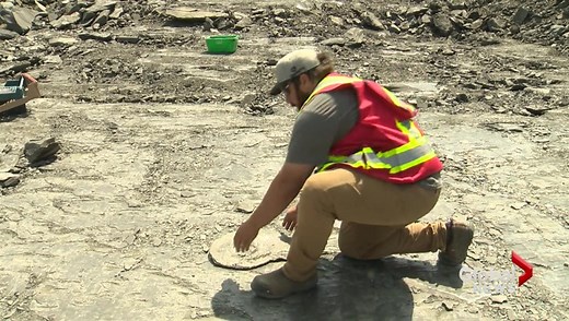 Prehistoric fossil stolen from southern Alberta mine | Globalnews.ca