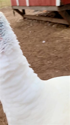 20 reactions | Our kids pet Turkey, Toenail, is extra thankful this year not to be on a plate! Happy Thanksgiving to everyone! 旅 We are so very thankful for each and every member of our farm and those that have supported us in the past 15 years of farming craziness! We are also thankful to our family and kids (both in and out of Texas) for all the hard work, support and love over the years! We couldn’t do what we do without you! ❤️ | CT Ranch | Facebook