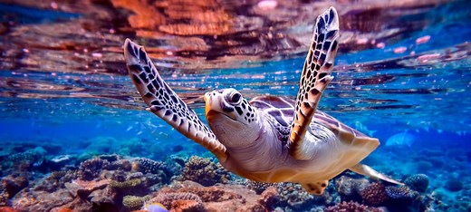 FP180: Global Fund for Coral Reefs Investment Window