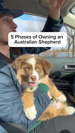 Barney | The Australian Shepherd on Instagram: "The 5 phases of owning an Australian Shepherd #doghumor #australianshepherd #dogsofinstagram #petsofinstagram #puppy #dogreels #aussieshepherd #aussiepuppy #aussiepup #dogcomedy"