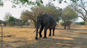 African bush elephant (Loxodonta africana) eating wild mango tree flowers in the dry season in South Luangwa National Park in Zambia.