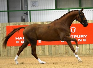 Strong dressage results at Hartpury BEF Futurity day one - Horse & Hound