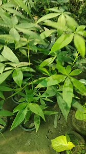 Money tree indoor plant Available for sale Home delivery available 03054620482 #anthuriumpropagation #foryourpage #trend #foryou | AGP Nursery Farm | Facebook