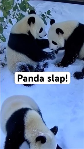 Cutest face slap ever! #ai
