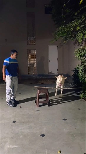 smart Labrador puppy Training #session #1356 #labrador #shorts