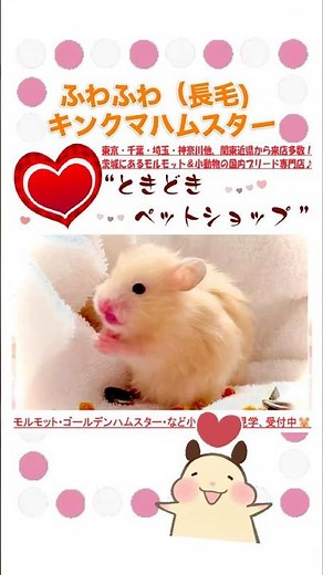 ふわふわ(長毛)ゴールデンハムスター💕モルモット・ゴールデンハムスター・小動物専門ブリーダー直譲【ときどきペットショップ】#ハムスター #キンクマハムスター #かわいい動物