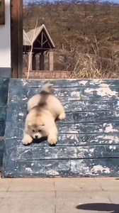 45K views · 193 reactions | Baby Alaskan Malamute Puppies Running & Playing!! | CrazySales.com.au | Facebook