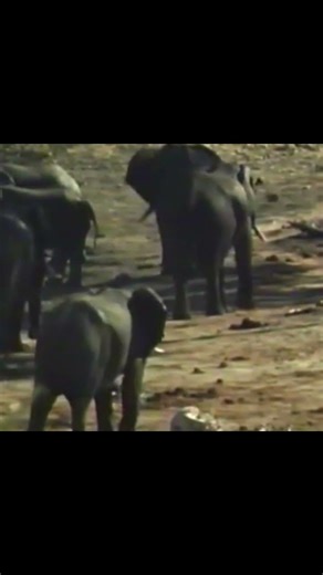 The Most Brutal Trek in Africa! 🐘🦁 #Shorts