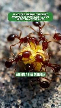 If you’re seeing little dirt mounds in your lawn… you might have fire ants