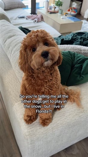 Theo the Cockapoo on Instagram: "POV: your entire explore page is dogs playing in the snow😭❄️☃️ #snowdog #snowdogs #snowdogsofinstagram #snowpuppy #snowpup #puppyinsnow #dogsplayinginsnow #floridaboy #florida #floridadogs #cockapoo #funnydogvideos #snowday #floridapup #floridapuppy #confusedpuppy #doodles #minicockapoo #minidoodle #cutestdogs"