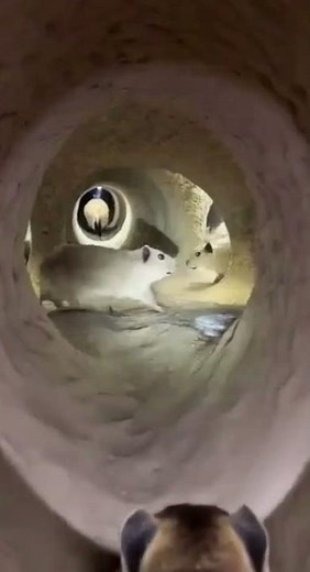 Prairie Dog POV 🐿️ | Inside a Real Underground Colony (Micro Camera Footage)
