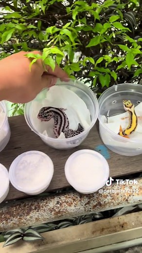 Cách tăng cường canxi cho gecko