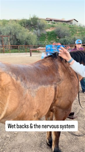 🔆 The nervous system and fascia (connective tissue) are increasingly understood to work as an integrated, whole-body, and highly sensitive, communicative network. 🔆Fascia acts as a sensory organ, with up to ten times more sensory receptors than muscle, providing the brain with vital information about movement and position. 🔜 More information is available at https://www.winnhorses.org/optin check it out and enjoy the videos and newsletter .. 🔜 Where will Wendy see you ? 🔆Mechanoreceptors & P