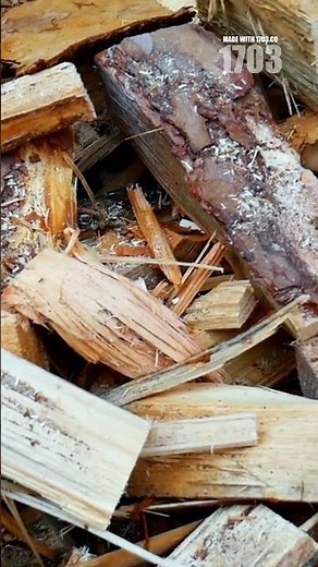 Stop Killing Trees! The Proper Way to Mulch Explained