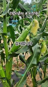 #고향이좋아 #이찬원 #찬또배기 #옥수수 #고향생각 #내고향 #시골풍경 #옥수수밭