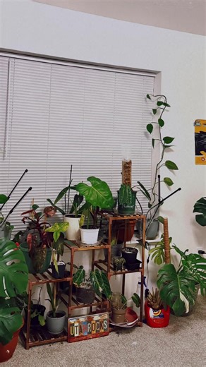 IndoorPlants 🌱 \t•\t#planttok 🌿 \t•\t#plantlover #save #green