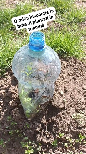 Cum se prezinta butasii de trandafiri plantati in toamna #trandafiri #gradina #gradinar #gradinarit #flori #primavara #reels | Grădinărim împreună