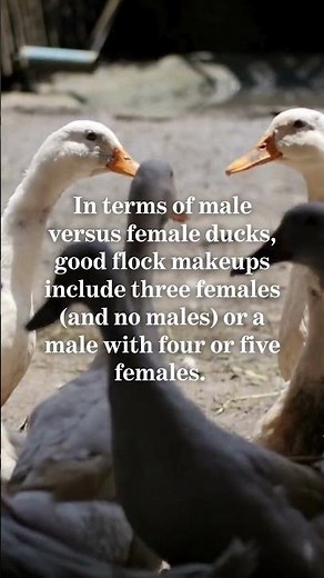 Raising Ducks for Eggs