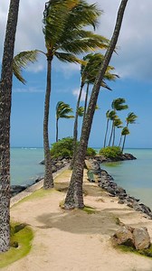 When the palms are moving like this, you know it’s a breezy one 🌬️🌴 Sharing some Hawaii energy to help you ease into the week—hope your Monday is off to a great start!😃🤙🏼 #windyday #mondaymood #postivevibes #hawaii #islandlife | Spirit of Hawaii