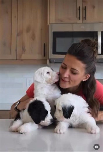 The above Sheepadoodles puppies are available for their forever homes 🏡 | Sheepadoodle Rescue adoption & rehoming shelter