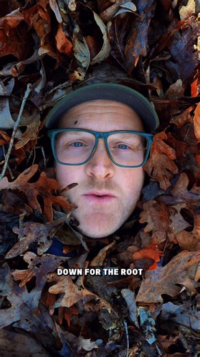 @nycpollinators on Instagram: ". Repost from @sproutsinthehood Leaf litter isn’t just crunchy mess it’s an entire micro-ecosystem. Amphibians shelter in it, fungi network through it, and worms literally remodel the soil. Without this layer, forests don’t cycle nutrients, hold moisture, or grow seedlings the same way. We mow, rake, and blow leaves off our lawns — but in the wild, leaf litter is essential. It’s habitat, insulation, soil-builder, and nutrient recycler all in one. Forests run on thi