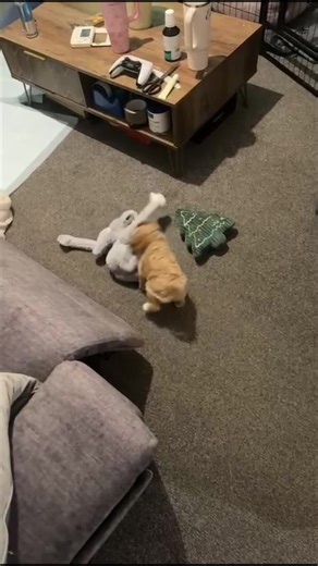 When you get that excited with your first toy you do a back flip. #cockapoo #puppydog