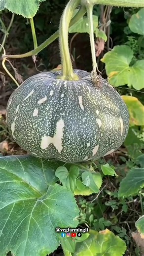 ~ mini vegetable garden – clean cutting / natural sounds / relaxing farming #nature #shorts #viral