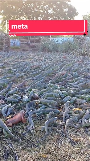 Todo sobre las iguanas: cuidados y curiosidades