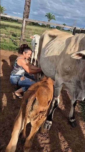 Amazing Cow Milking Process with Calf 🐄 | Real Farm Life & Fresh Milk Collection #villagelife #farm