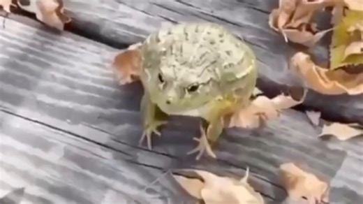 Toad frog flip meme