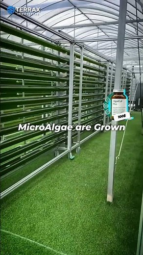 Turning Light Into Profit 🌞➡️🌿 | Tubular Photobioreactors Explained