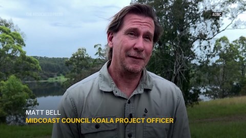 Why is one area in Australia a magnet for koalas? Scientists look for the answer