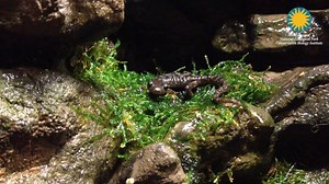 Salamanders, like this green salamander, are the dominant vertebrate predators on the forest floor in Appalachian forests. #WeSaveSpecies | Smithsonian’s National Zoo and Conservation Biology Institute