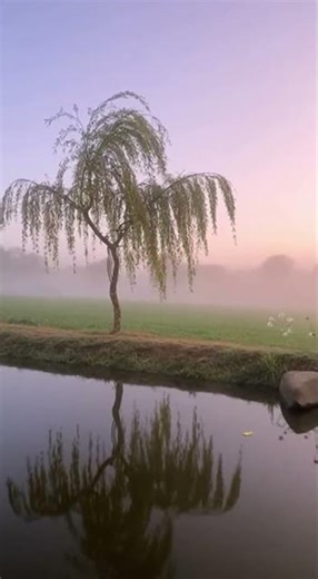 轻松优美的音乐🌿平静的音乐，一听入睡，助眠音波。#relax #meditationmusic #放松音乐 #助眠音乐 #冥想音乐