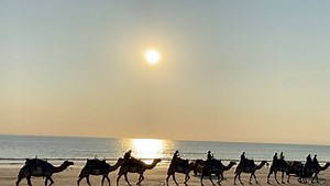 17 reactions | Cable Beach Camels  always well above average  @visitbroome @cablebeachcameltours | Great Australian Doorstep | Facebook