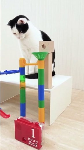GATOS HACIENDO TRUCOS | COMPILACIÓN