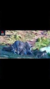 Myth Debunked: Lions In Ancient Stories You Never Knew!