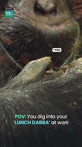 58K views · 578 reactions | Tag your fellow colleague(s) and say nothing! 浪 #SonyBBCEarth #FeelAlive | Sony BBC Earth | Facebook