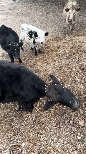 Cow Rubbing Its Head Through a Mulch Pile