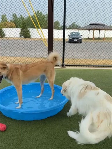 1K views · 74 reactions | Helping Hounds Dog Rescue on Reels | Facebook