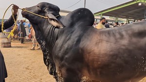 Mutan Mandi Main Aj Vip Bachriyan Or Heavy Bachray Aye | SS Tv