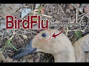 Avian Influenza in Ducks, Flu symptoms, Duck Diseases, poultry farming, duck farming