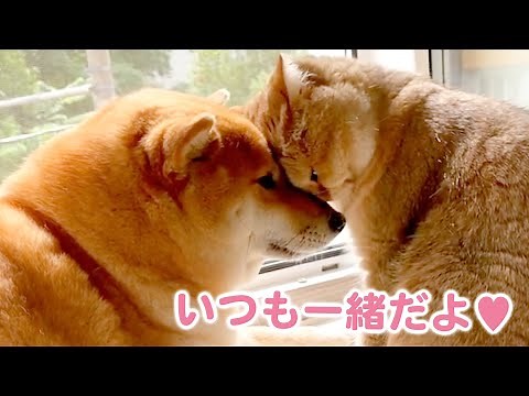【仲良しなふたりにほっこり】優しい柴犬お姉さんと甘えん坊な妹猫のほのぼのな日々をお届け♪