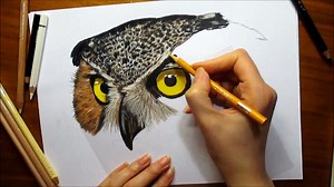 Speed Drawing of an Owl How to Draw Time Lapse Art Video Colored Pencil Illustration Artwork Draw Re