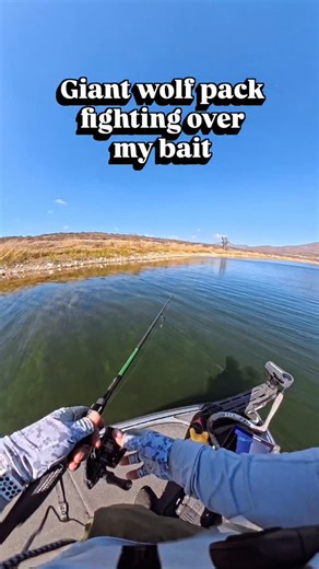 Andre Casey / Fishing Guide on Instagram: "Watched this Wolfpack gang up on the Flashtrix and convinced one to commit 🎣 Easy money with this bait 💪 #basstrix #flashtrix #bassfishing #fishing"